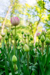 Tulip flowers blooming in the city park. A vibrant spring and summer tulip. Warm, sunny and happy nature photo