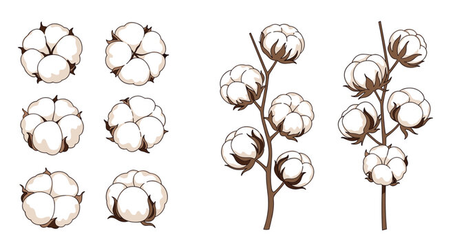 Delicate cotton plant illustrations feature soft fiber buds and individual bolls for textile and organic beauty product branding.