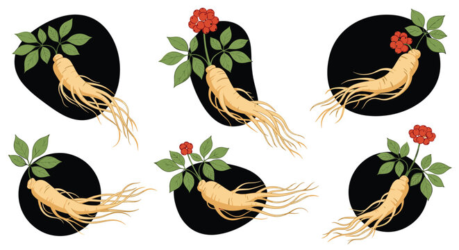 Detailed ginseng root illustrations include plants with green leaves and red berries on dark backgrounds for medicinal packaging.