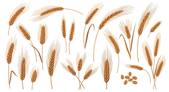 Variety of wheat ears and grain kernels are shown in stages of growth for agricultural, farming, and bakery industry illustrations.