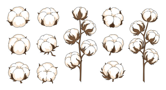 Detailed sketches of cotton bolls and branches showing the soft white fiber and brown husks for textile and organic product designs.