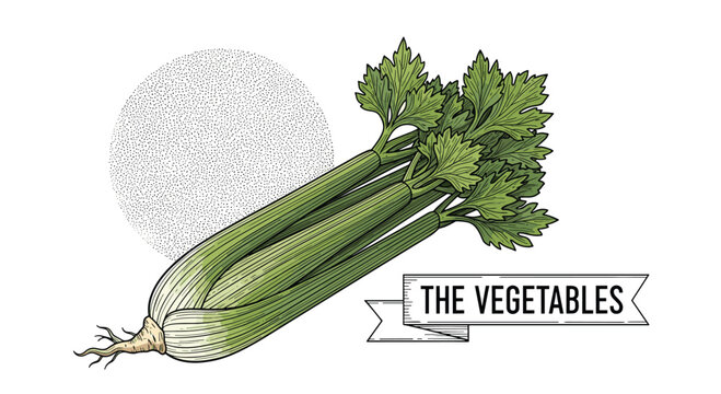 Detailed hand-drawn illustration of a fresh celery stalk with leaves and a vintage label reading The Vegetables on white.
