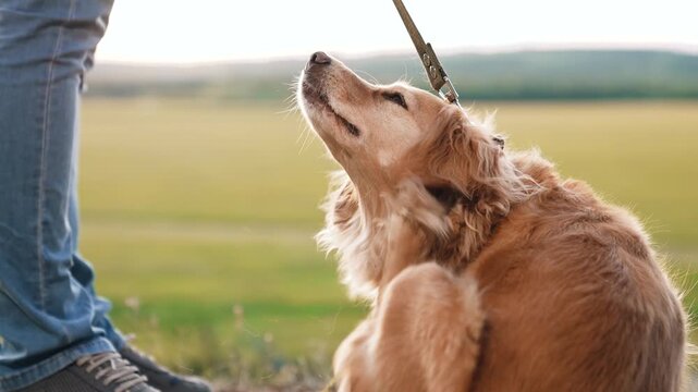 Fluffy cocker spaniel dog scratches side by paw and cleans belly sitting near owner feet in green field man walks cute dog in wild park funny spaniel dog with owner in rural park on vacation closeup