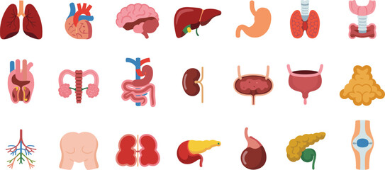 Fototapeta premium Human anatomy organs icon set including lungs heart brain liver stomach kidneys bladder pancreas reproductive and digestive systems medical vector illustration isolated collection