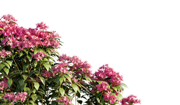 pink flowers on white background