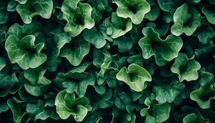 Obraz premium Vibrant Green Arugula Leaves Background Texture, Close-Up of Dehydrated Leafy Flakes and Patterns