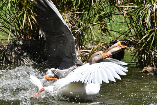 A corrida de gansos no lago do Museu da Rep&uacute;blica &eacute; simplesmente um espet&aacute;culo. Pal&aacute;cio do Catete - RJ 
