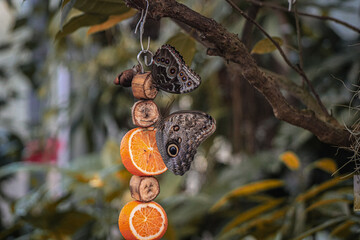 motyle palmengarden © Paulina