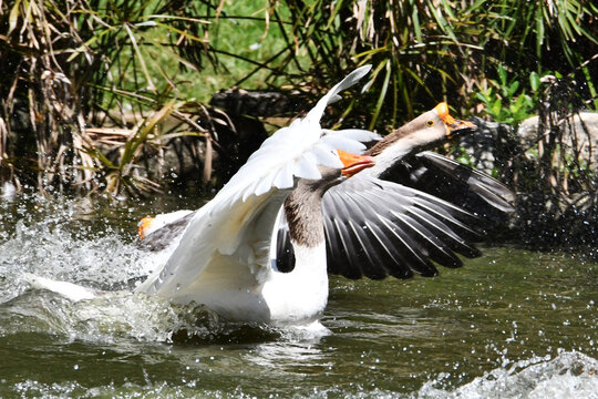 A corrida de gansos no lago do Museu da Rep&uacute;blica &eacute; simplesmente um espet&aacute;culo. Pal&aacute;cio do Catete - RJ 