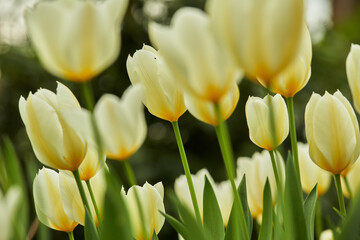 Fototapeta premium Nature, springtime or tulips in garden with growth, pollinator or petal structure in ecology. Bokeh, group or plants outdoor with blooming, botanical ecosystem or flower development in park.