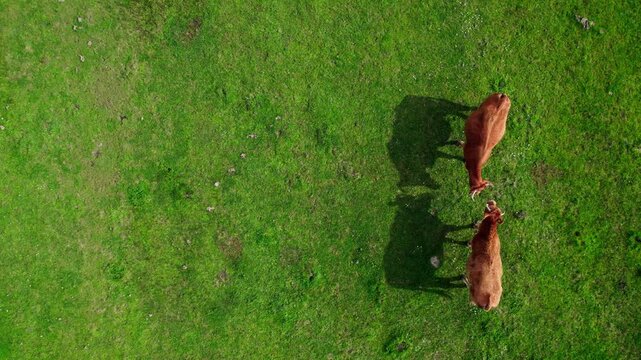 Top view of cows standing on green grass field