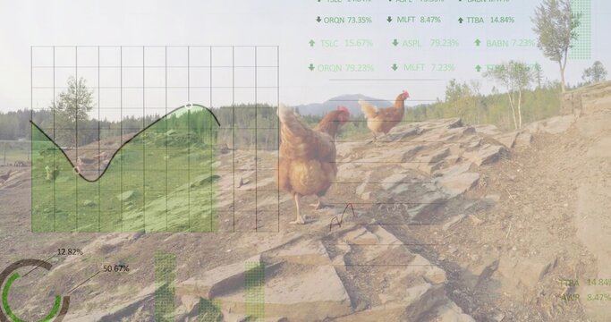 Walking single brown hen navigating rural rocky trail, showing green chart overlays