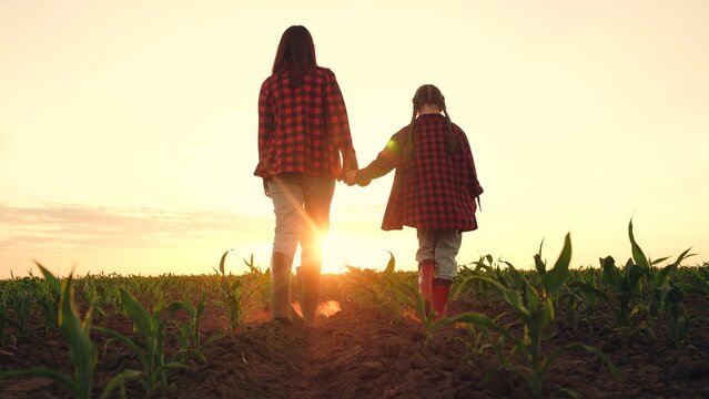 agriculture, farmer child walking hand hand across field, corn green field, green sprouts seedlings corn embryos, growing young fresh corn farm field, walking fertilized fields, walking boots, little