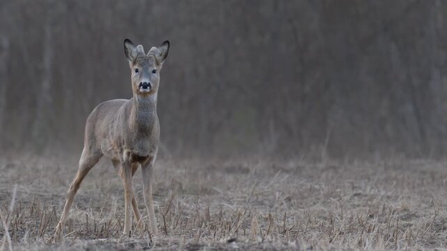 Young roe deer buck stands alert at dusk in a field surrounded by dry grass and bare trees in spring