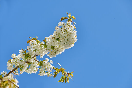 Spring, tree and flowers on blue sky in nature for blooming season, biodiversity and ecosystem. Space, low angle and white cherry blossoms on branches for sustainability, ecology and natural habitat