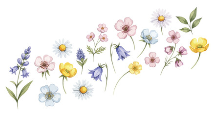 Watercolor wildflower vector set, pastel botanical floral elements on white, hand painted spring flowers for wedding invitations, greeting cards © rani