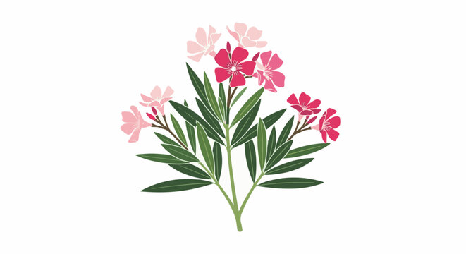 Pink and red oleander flowers with green leaves on a white background