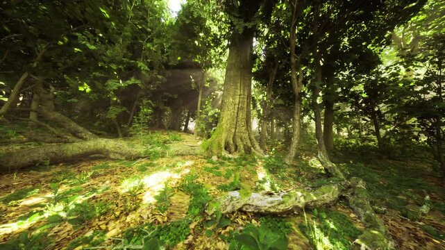 Sunlit mossy tree roots Finland forest floor bathed in warm rays, thick trunk rising from intertwined roots, dense canopy filtering golden light, soft moss,