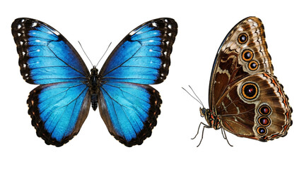 Naklejka premium Blue Morpho Butterfly Set Isolated on Transparent Background. High Detail Top and Side View of Tropical Insect for Graphic Design, Educational Art, and Nature Composites.