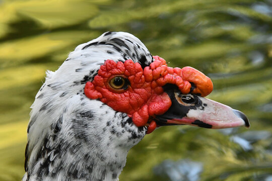 Um bel&iacute;ssimo pato selvagem com a sua marca registrada das protuber&acirc;ncias vermelhas no lago do Museu da Rep&uacute;blica - Pal&aacute;cio do Catete - RJ