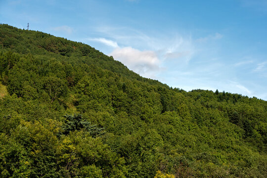 Green hillside forest under bright blue summer sky
