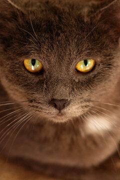 Extreme close up gray cat eyes and facial detail