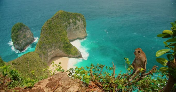 Monkey overlooking iconic coastal cliff and turquoise ocean water at Nusa Penida
