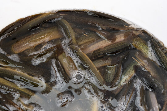 A bucket of live, fresh loaches