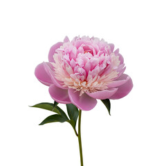 Obraz premium Pink peony flower with green leaves isolated on white background 1.