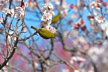 白梅の蜜を吸っていたメジロ © FUJIOKA Yasunari