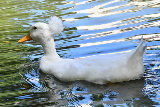 Bel&iacute;ssima marreca pompom no lago do Museu da Rep&uacute;blica - Pal&aacute;cio do Catete - RJ