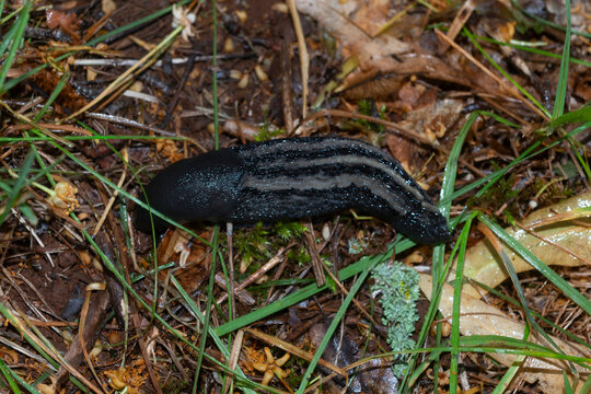 Limace noire, arion hortensis, arion rufus,