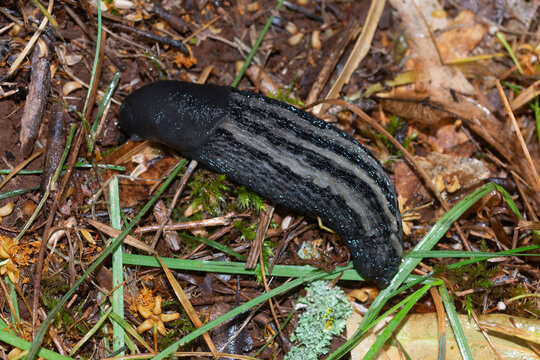Limace noire, arion hortensis, arion rufus,