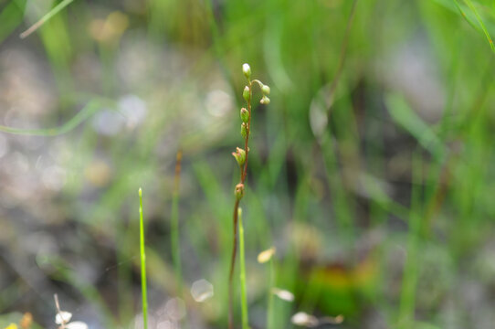 Drosera rotundifolia is a perennial insectivorous plant in South Korea. It features spatula shaped leaves with red glandular hairs to trap insects in wet marshland environments site.