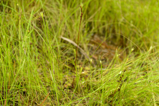 Drosera rotundifolia is a perennial insectivorous plant in South Korea. It features spatula shaped leaves with red glandular hairs to trap insects in wet marshland environments site.