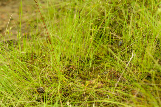 Drosera rotundifolia is a perennial insectivorous plant in South Korea. It features spatula shaped leaves with red glandular hairs to trap insects in wet marshland environments site.