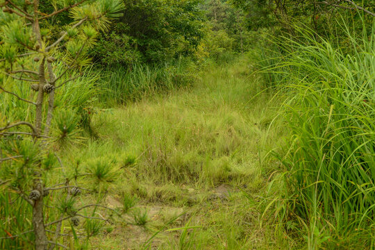Drosera rotundifolia is a perennial insectivorous plant in South Korea. It features spatula shaped leaves with red glandular hairs to trap insects in wet marshland environments site.