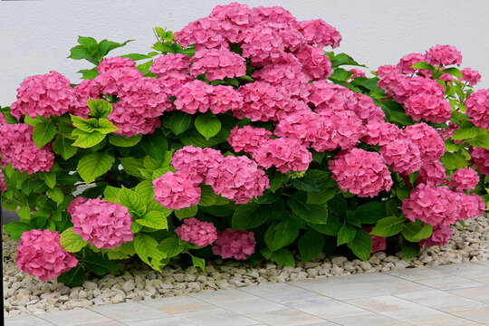 Hortensien (Hydrangea) Zierstrauch mit vielen Bl&uuml;ten