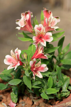 Inkalilien (Alstroemeria) Pflanze mit vielen Bl&uuml;ten 