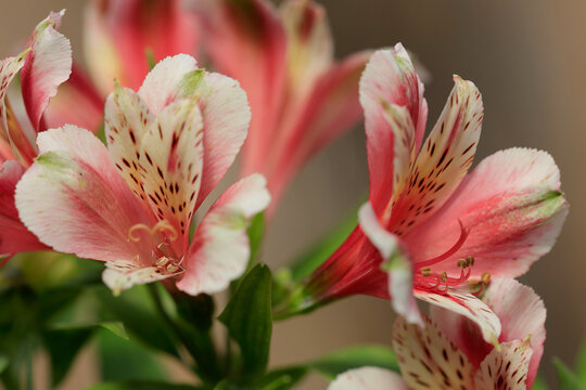 Inkalilien (Alstroemeria) Pflanze mit vielen Bl&uuml;ten 