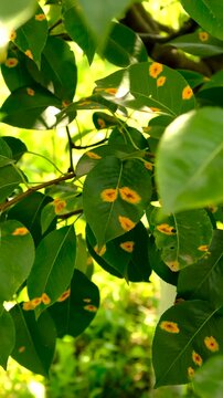 Yellow spots on pear leaves. Selective focus. Nature.