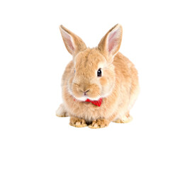 Obraz premium Light brown rabbit with red bow tie sitting front view png isolated on a transparent background