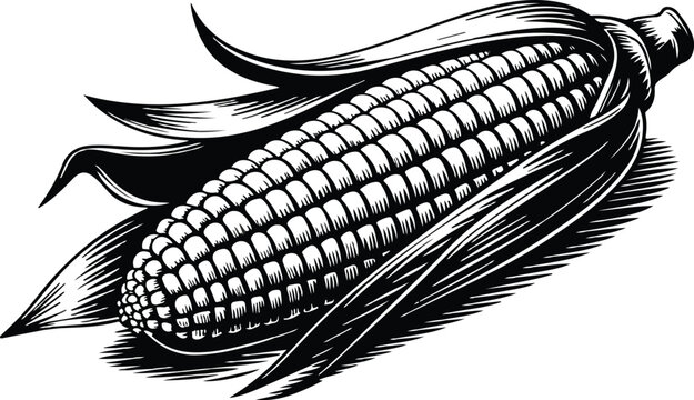 Hand-drawn woodcut style corn cob illustration with peeled husks and textured kernels dynamic brushstroke minimal black and white design