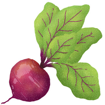 Beetroot 