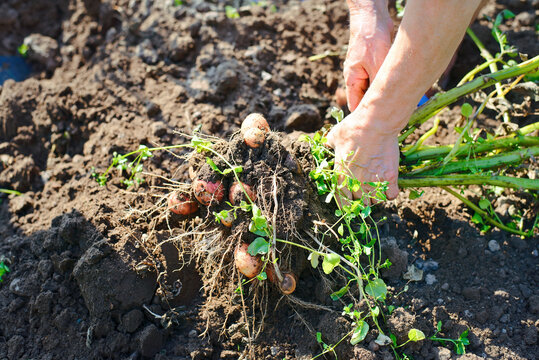 Person harvesting potatoes by hand, root system green stems and several dirty brown potatoes freshly dug from earth in an agricultural field. Gardener harvesting fresh organic potatoes from the ground
