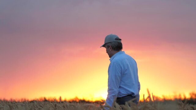 agriculture, wheat field, golden wheat farm field sunset, farmer working wheat field sunset, love land, farmer knows secrets growing crops, not afraid difficulties, farmer ready devote life such