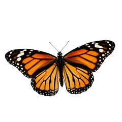 Fototapeta premium Vibrant monarch butterfly with striking orange and black wing patterns in flight