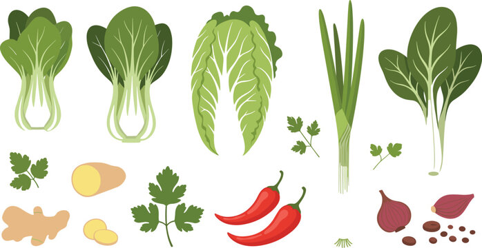 Leafy vegetables vector set with bok choy lettuce spinach spring onion chili and ginger fresh food illustration isolated on white background
