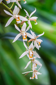 Closeup vertical view of fresh white and orange yellow flowers of coelogyne flaccida orchid species isolated outdoors in tropical garden