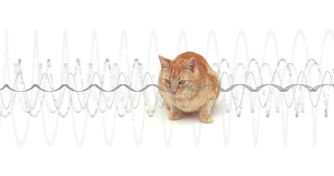Orange tabby cat reaching paw through oscillating waveform, responding to audio tech stimulus
